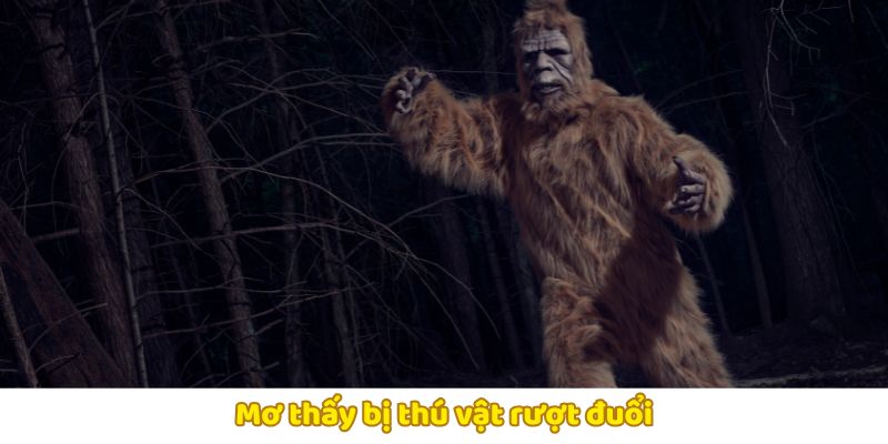 Giấc mơ bị thú vật đuổi theo là dấu hiệu của lo âu và bất an